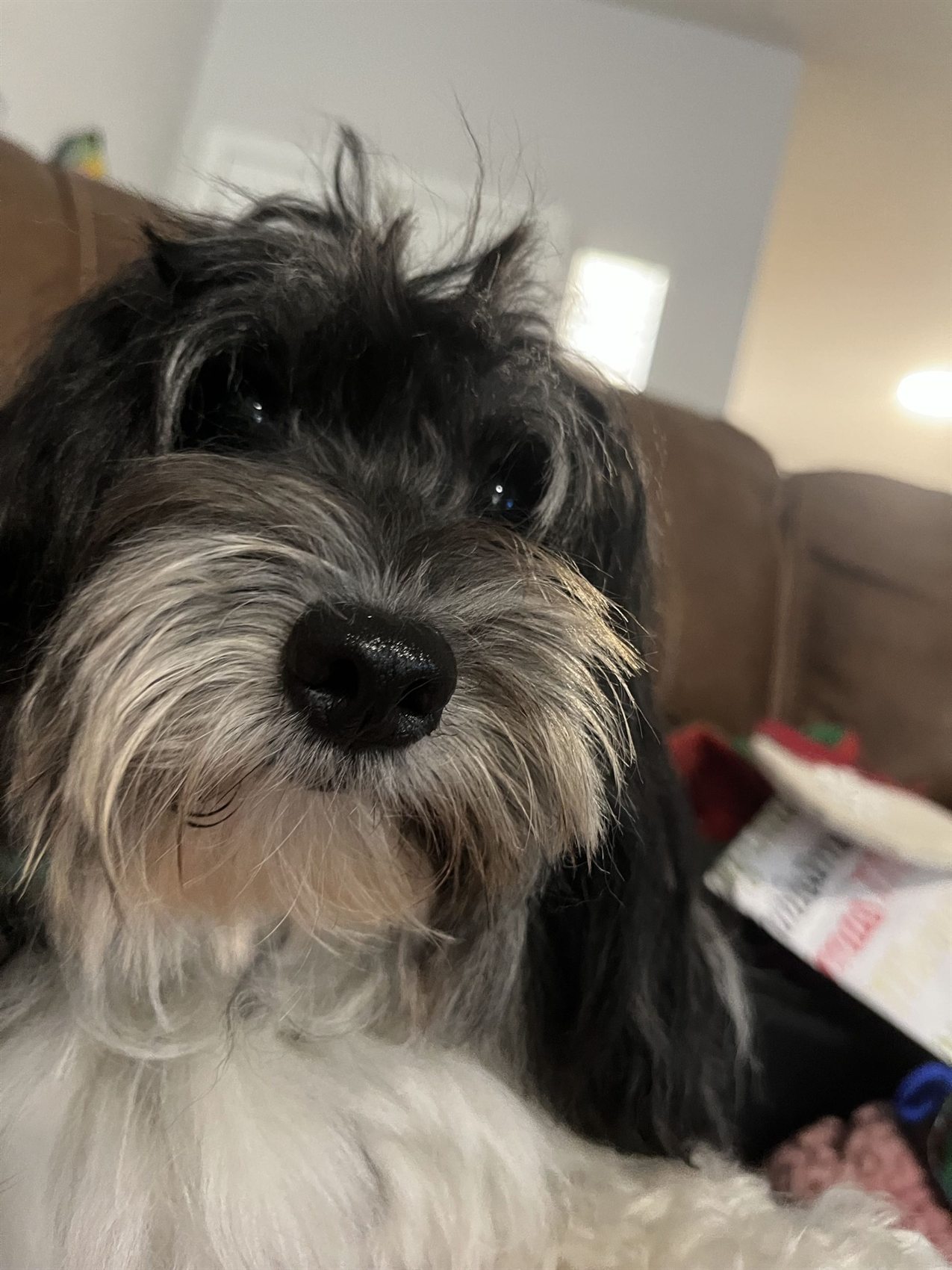 Auggie, Mom's small black Coton de Tulear dog