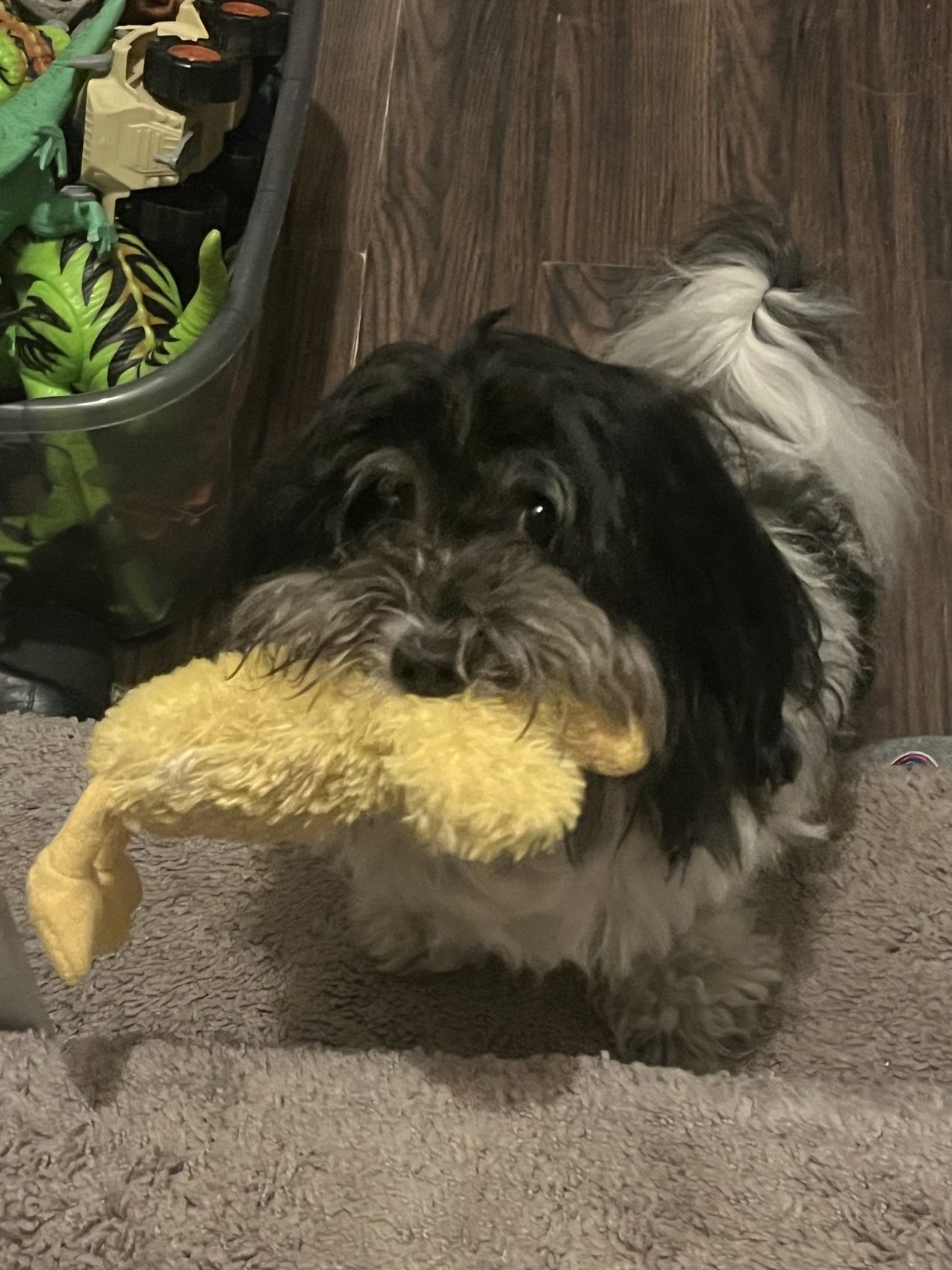 Auggie holding a yellow toy