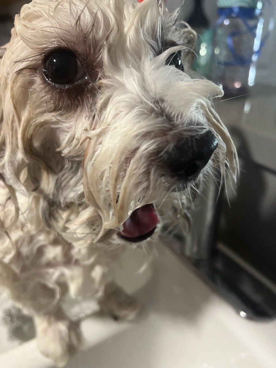 Remi, Mom's small white Coton de Tulear dog
