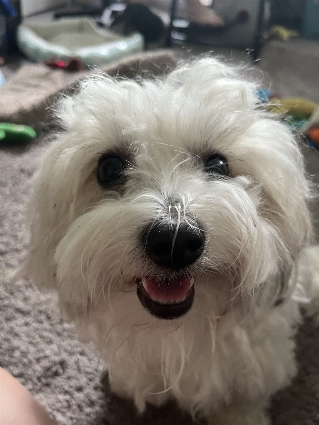 Remi smiling at the camera